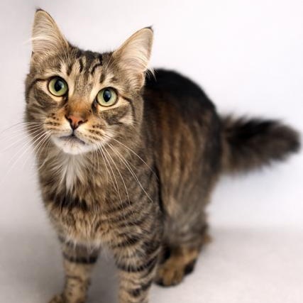 Enlarge Floki, an adopted Domestic Medium Hair in Stafford, VA image 1/1