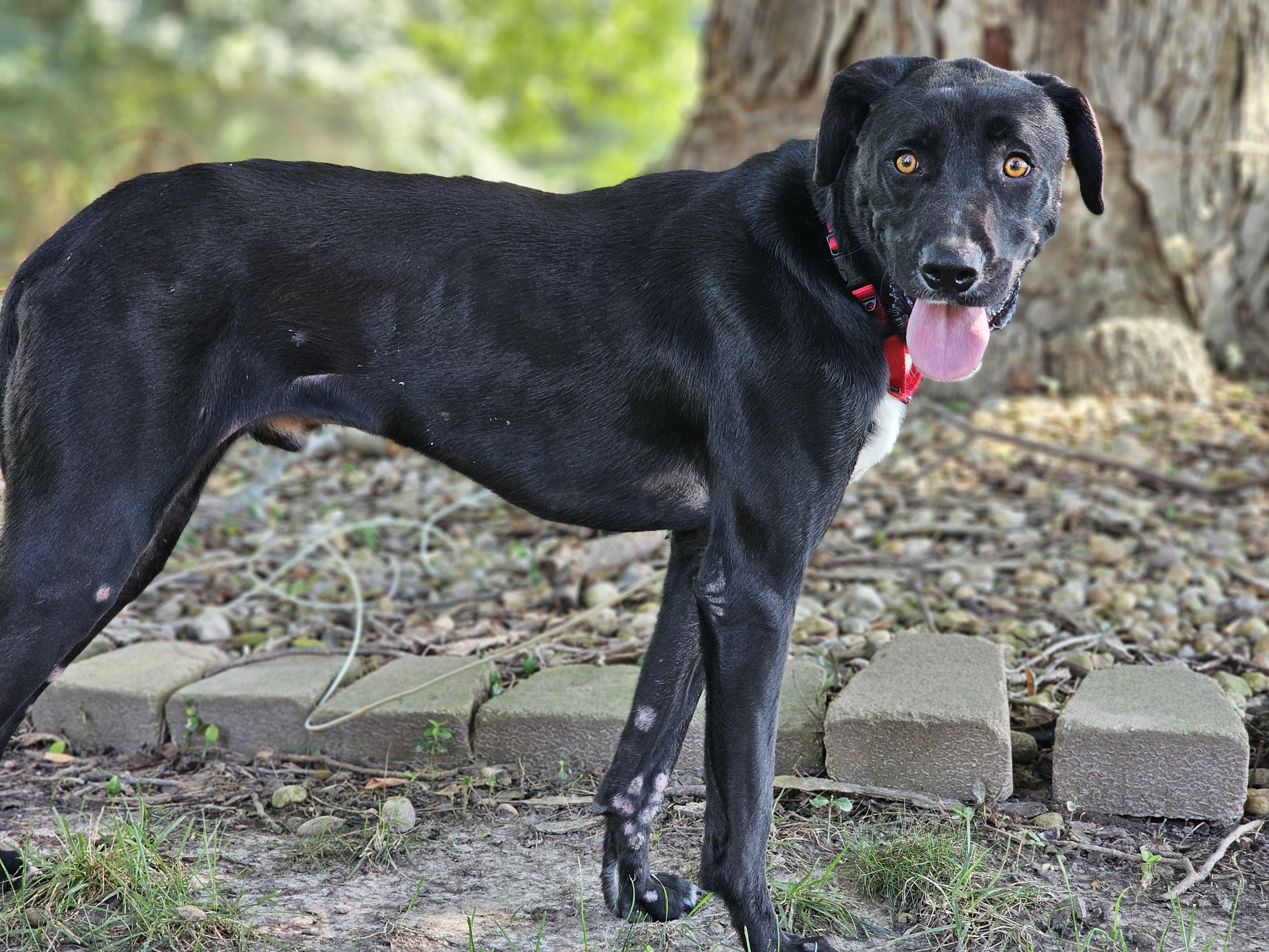 Jansen so il, a Adoptable mixed breed in MURPHYSBORO , IL image 3/5