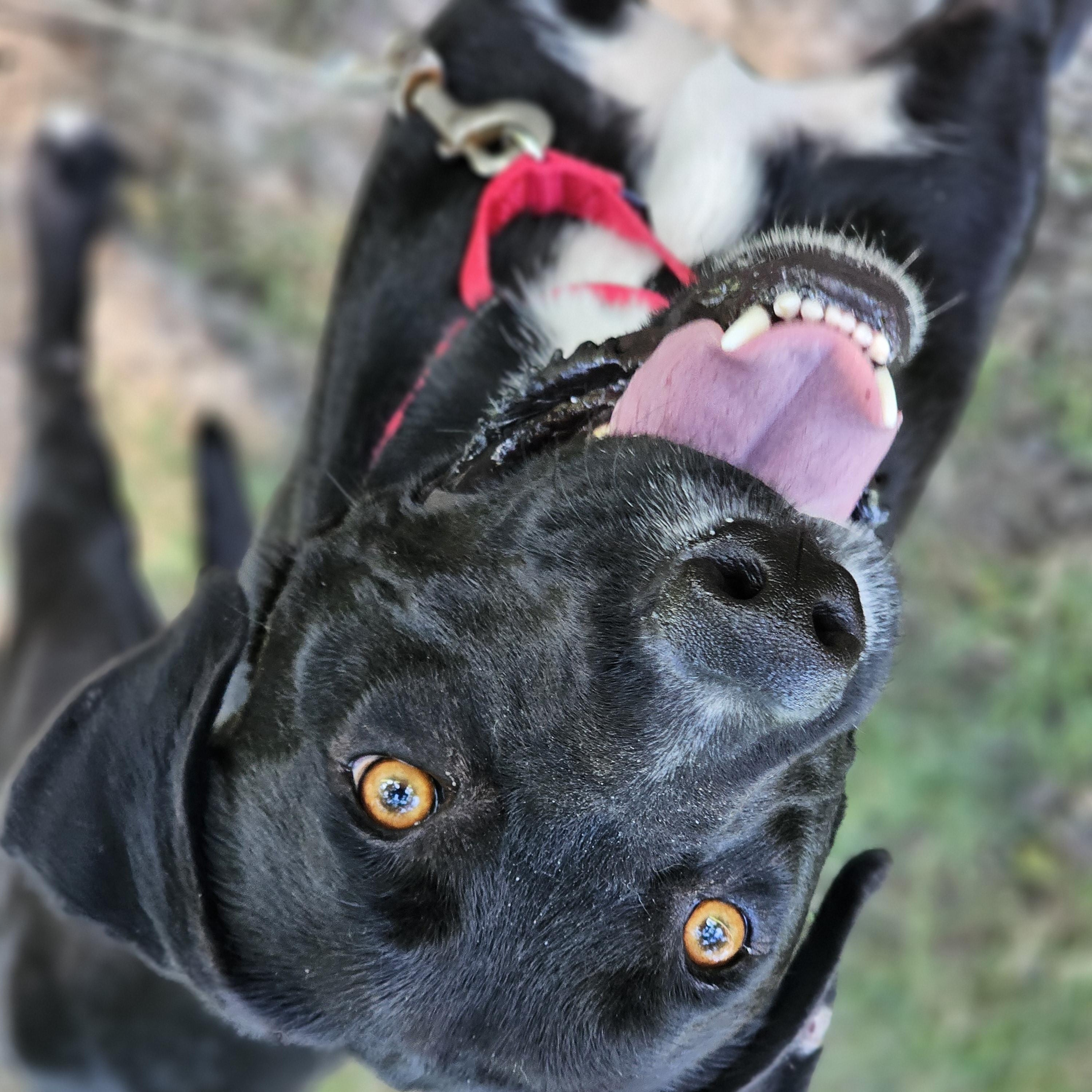 Jansen so il, a Adoptable mixed breed in MURPHYSBORO , IL image 4/5
