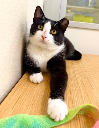 Enlarge Eddie, a Adoptable mixed breed in San Diego, CA image 1/3