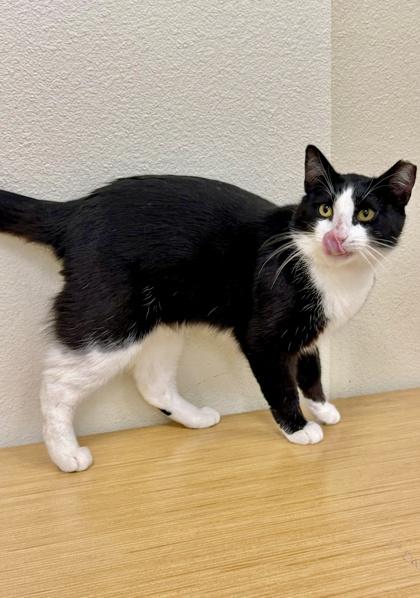 Enlarge Eddie, a Adoptable mixed breed in San Diego, CA image 2/3