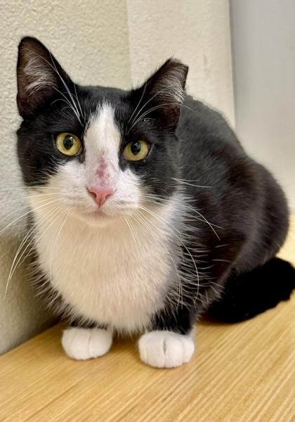 Enlarge Eddie, a Adoptable mixed breed in San Diego, CA image 3/3