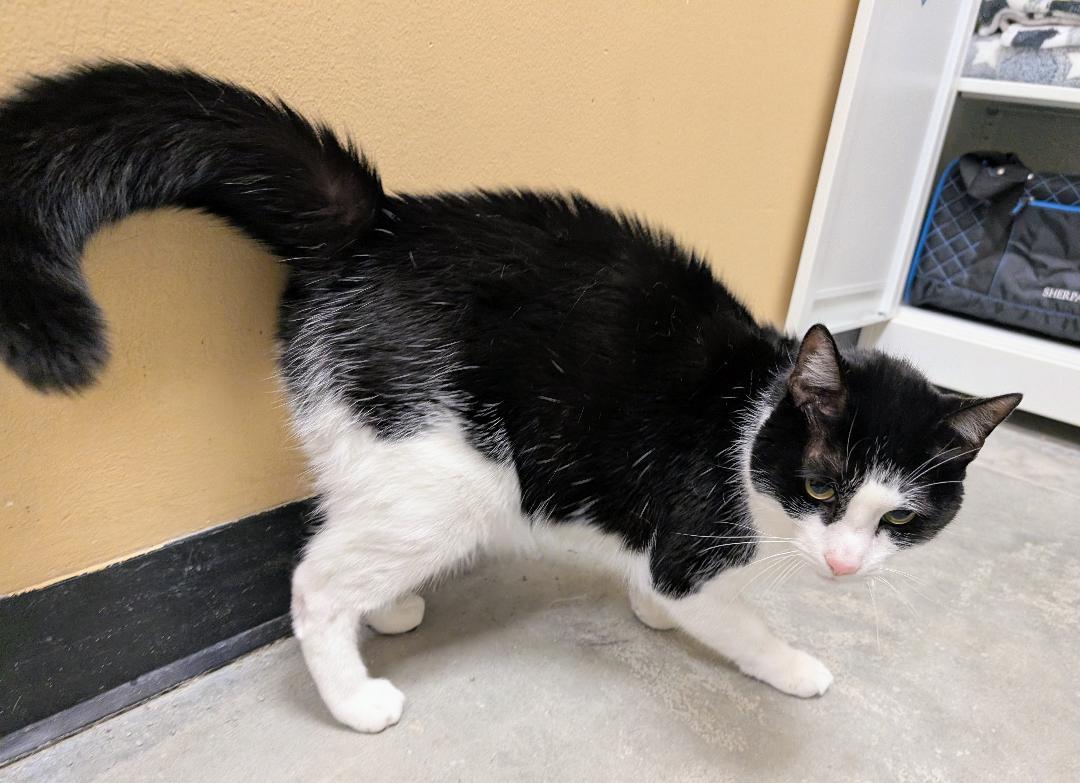 Enlarge Mihawk, a Adoptable Domestic Short Hair in Ashland, VA image 2/6