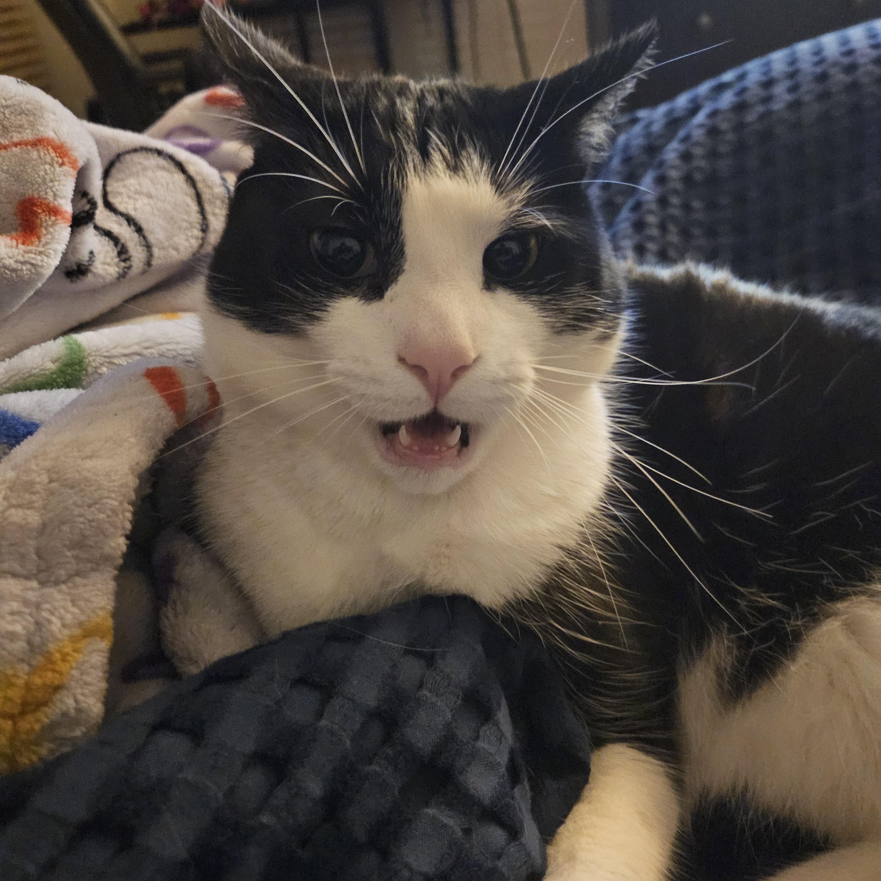 Enlarge Mihawk, a Adoptable Domestic Short Hair in Ashland, VA image 4/6