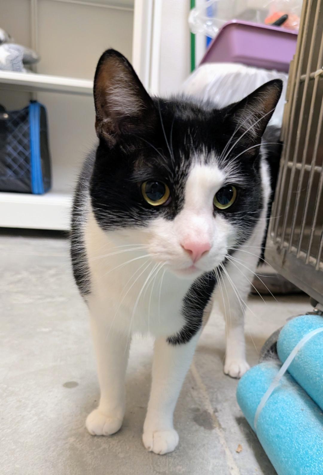Enlarge Mihawk, a Adoptable Domestic Short Hair in Ashland, VA image 3/6