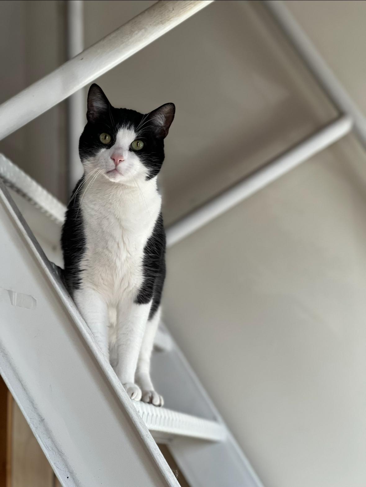 Enlarge Mihawk, a Adoptable Domestic Short Hair in Ashland, VA image 6/6