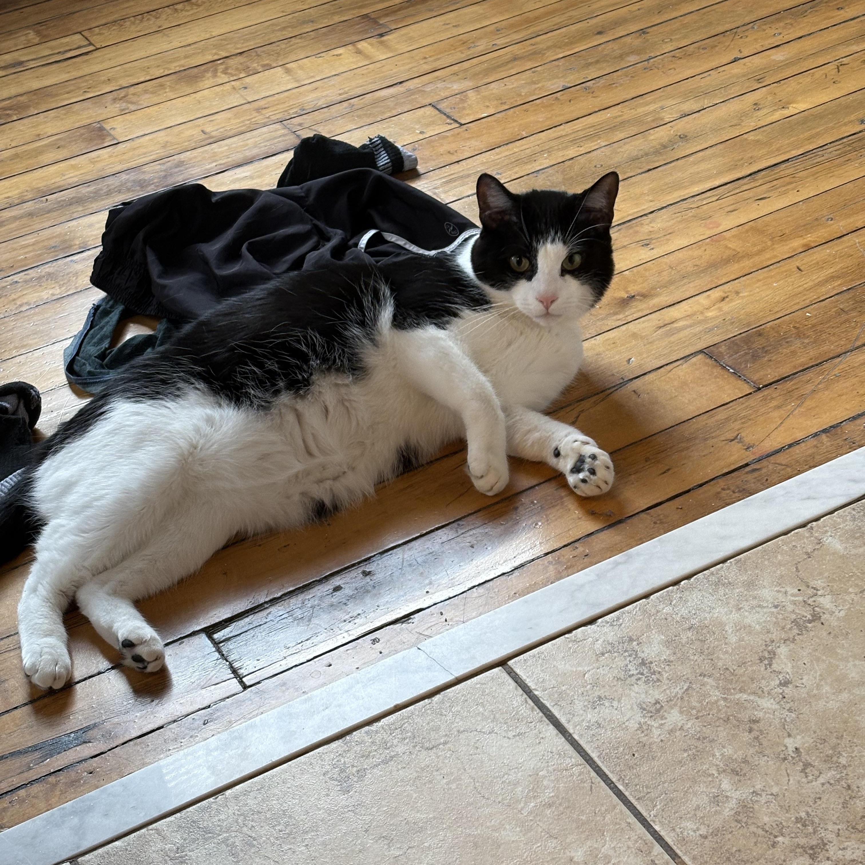 Enlarge Mihawk, a Adoptable Domestic Short Hair in Ashland, VA image 5/6