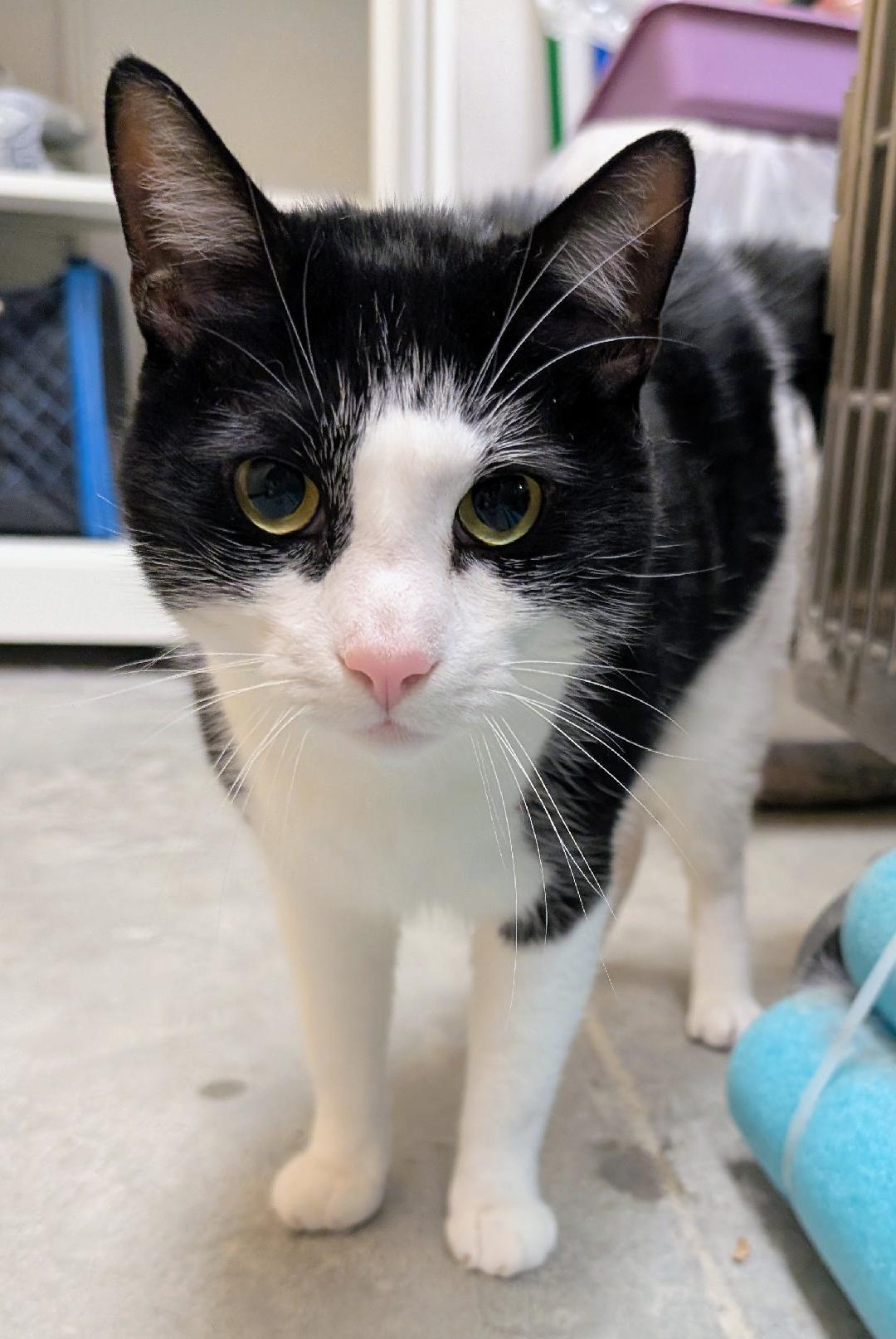 Mihawk, Adoptable, Adult Male Domestic Short Hair.