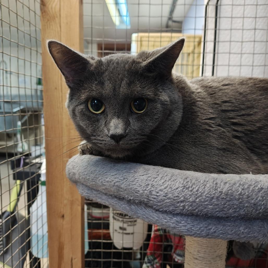 Dumpling, Adoptable, Adult Male Domestic Short Hair.