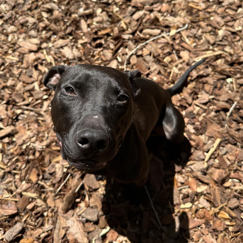 Enlarge McGraw, a Adoptable Mixed Breed in Titusville, FL image 1/6