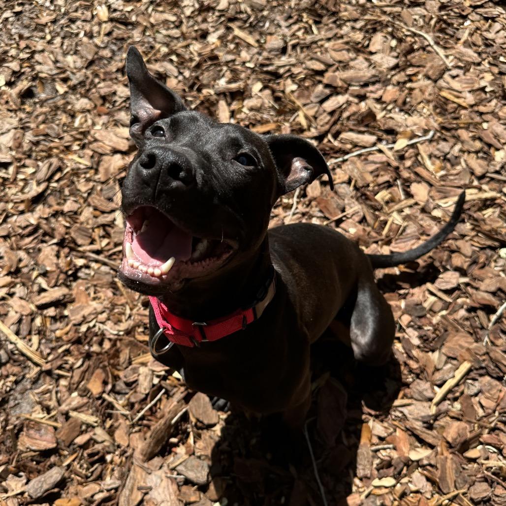 Enlarge McGraw, a Adoptable Mixed Breed in Titusville, FL image 2/6