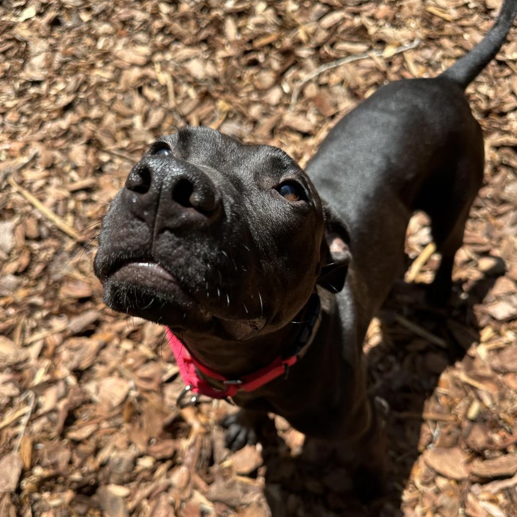 Enlarge McGraw, a Adoptable Mixed Breed in Titusville, FL image 3/6