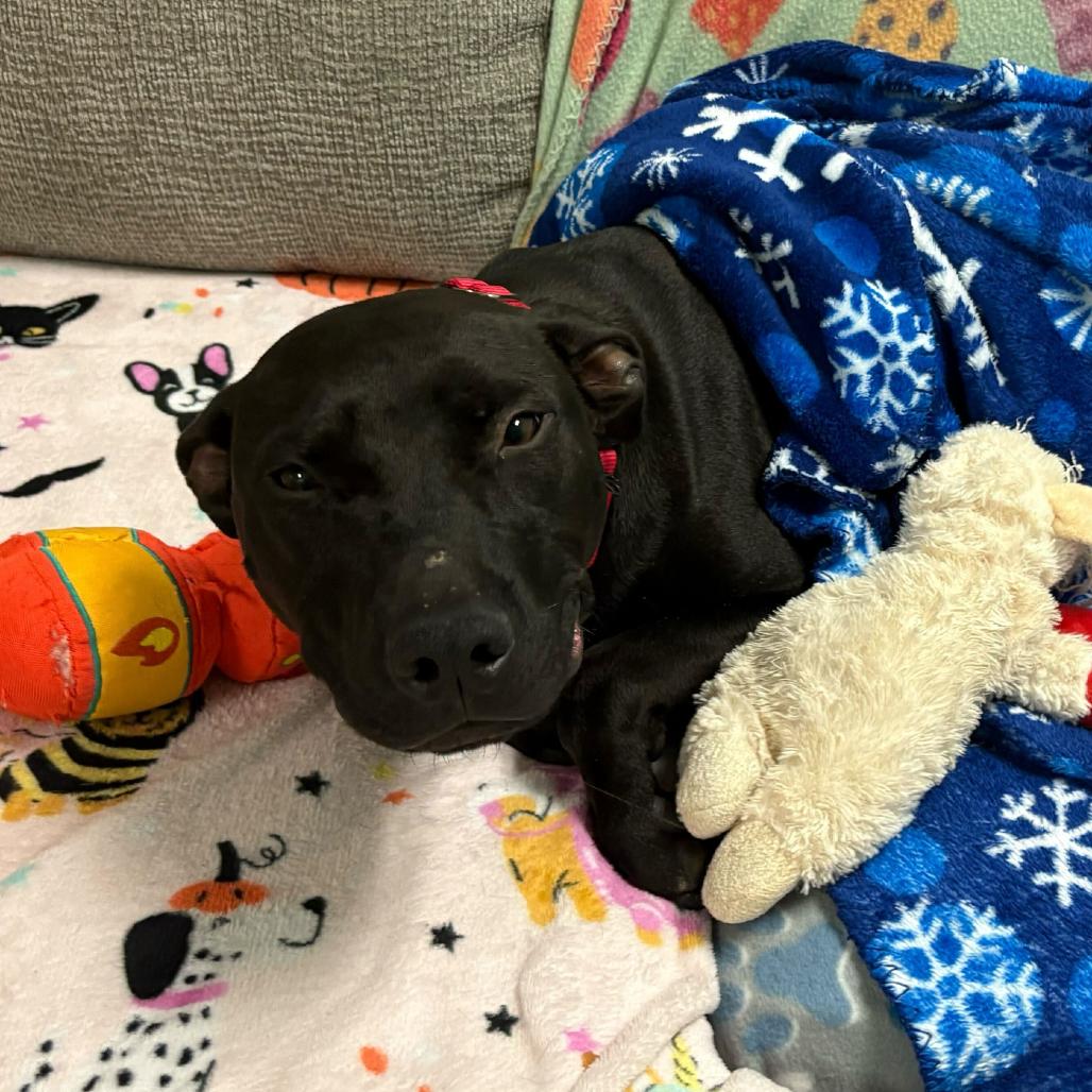 Enlarge McGraw, a Adoptable Mixed Breed in Titusville, FL image 4/6