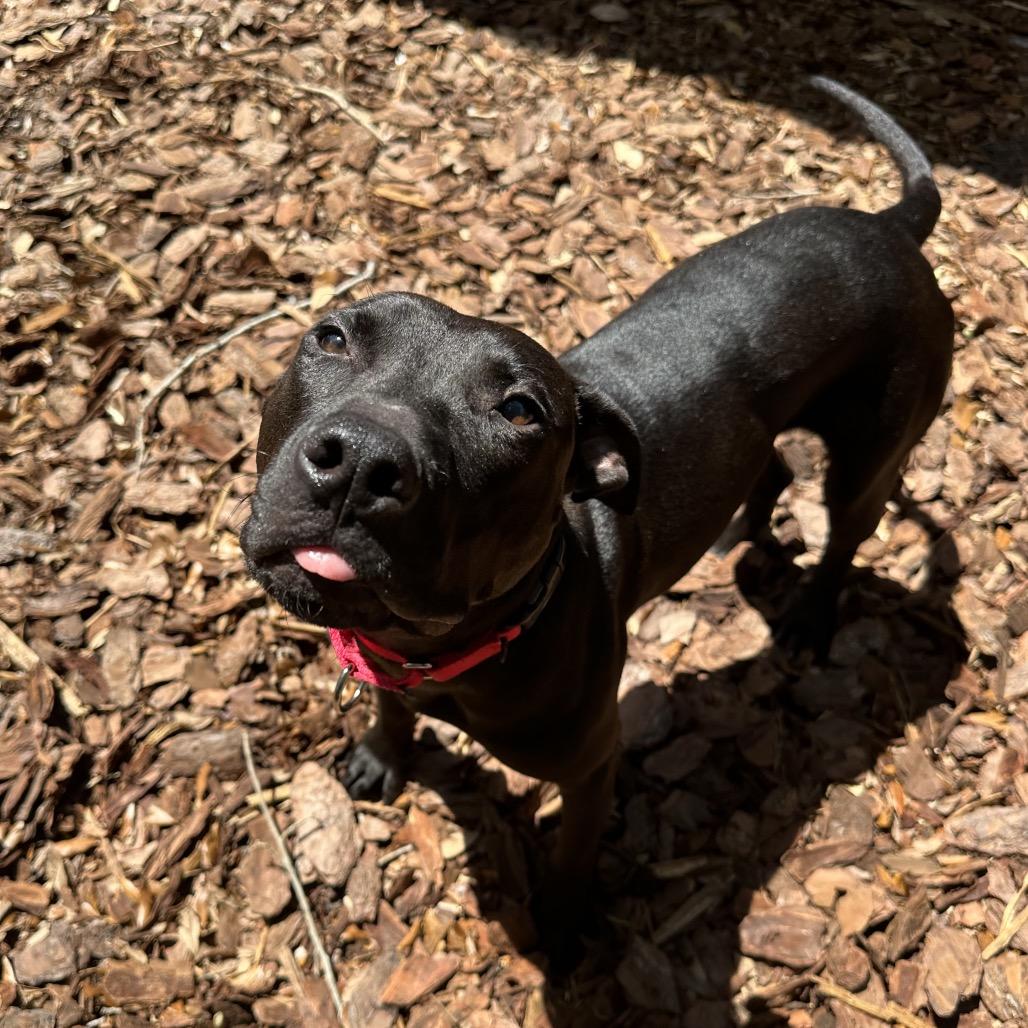 Enlarge McGraw, a Adoptable Mixed Breed in Titusville, FL image 5/6