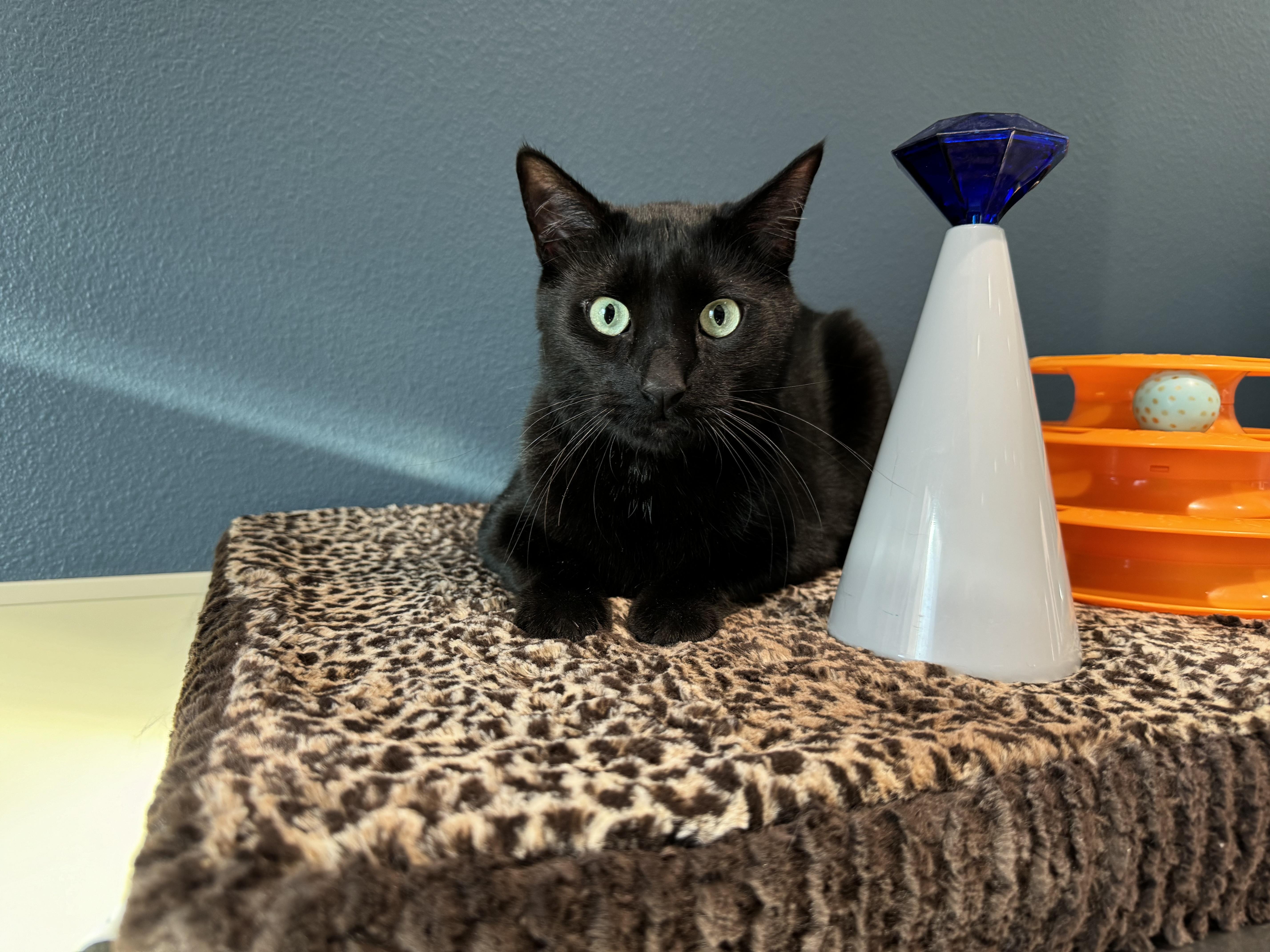 Jazz, ADOPTABLE, Adult Male Domestic Short Hair.