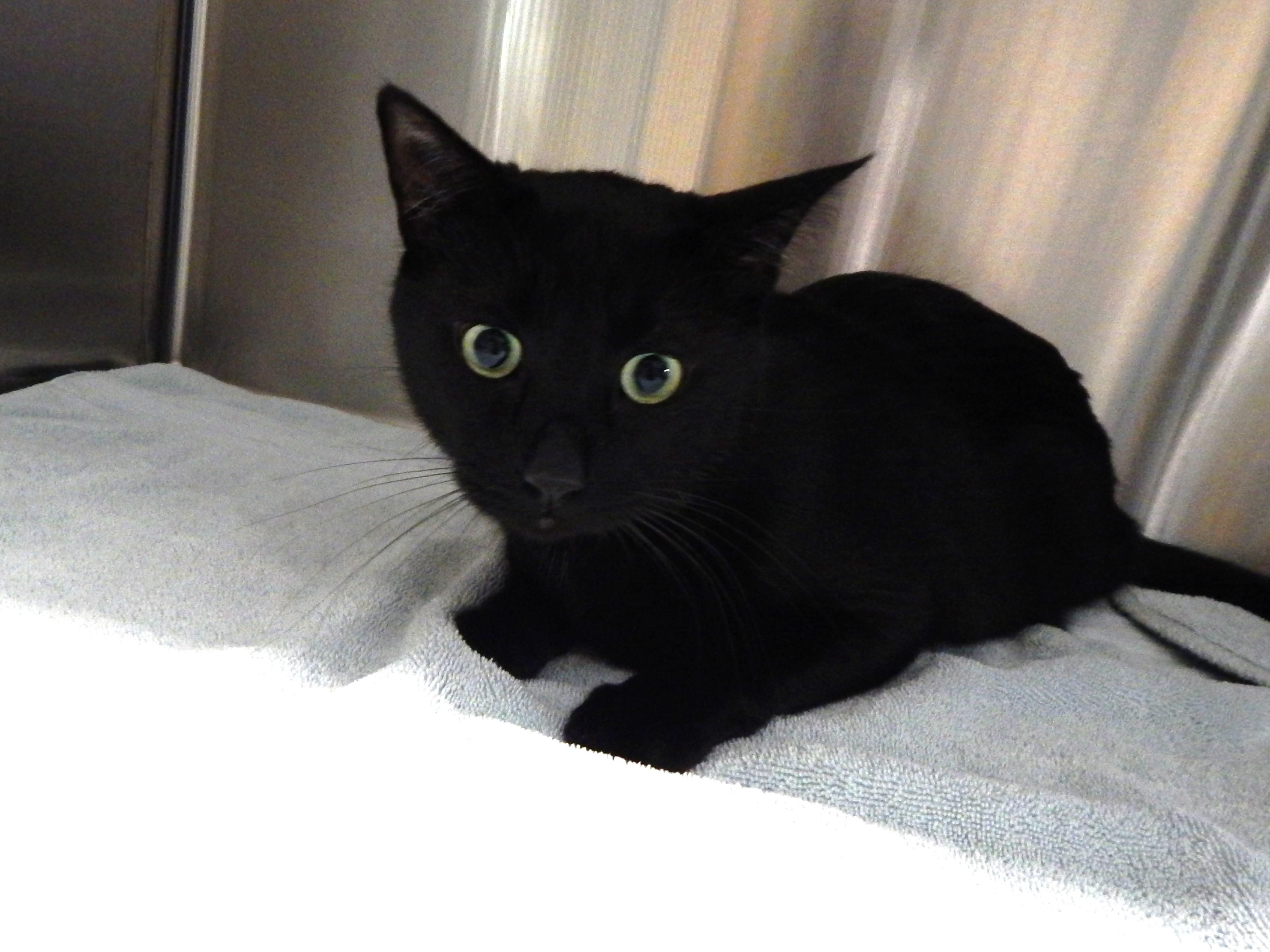 Enlarge Jazz, a ADOPTABLE Domestic Short Hair in Mesquite, NV image 2/2