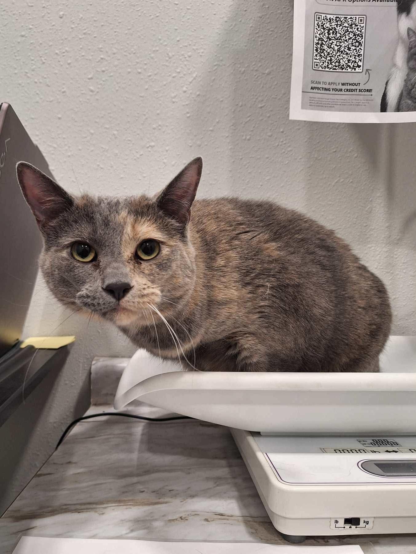 Enlarge Laverne, a Adoptable Dilute Tortoiseshell in Granite City, IL image 5/5
