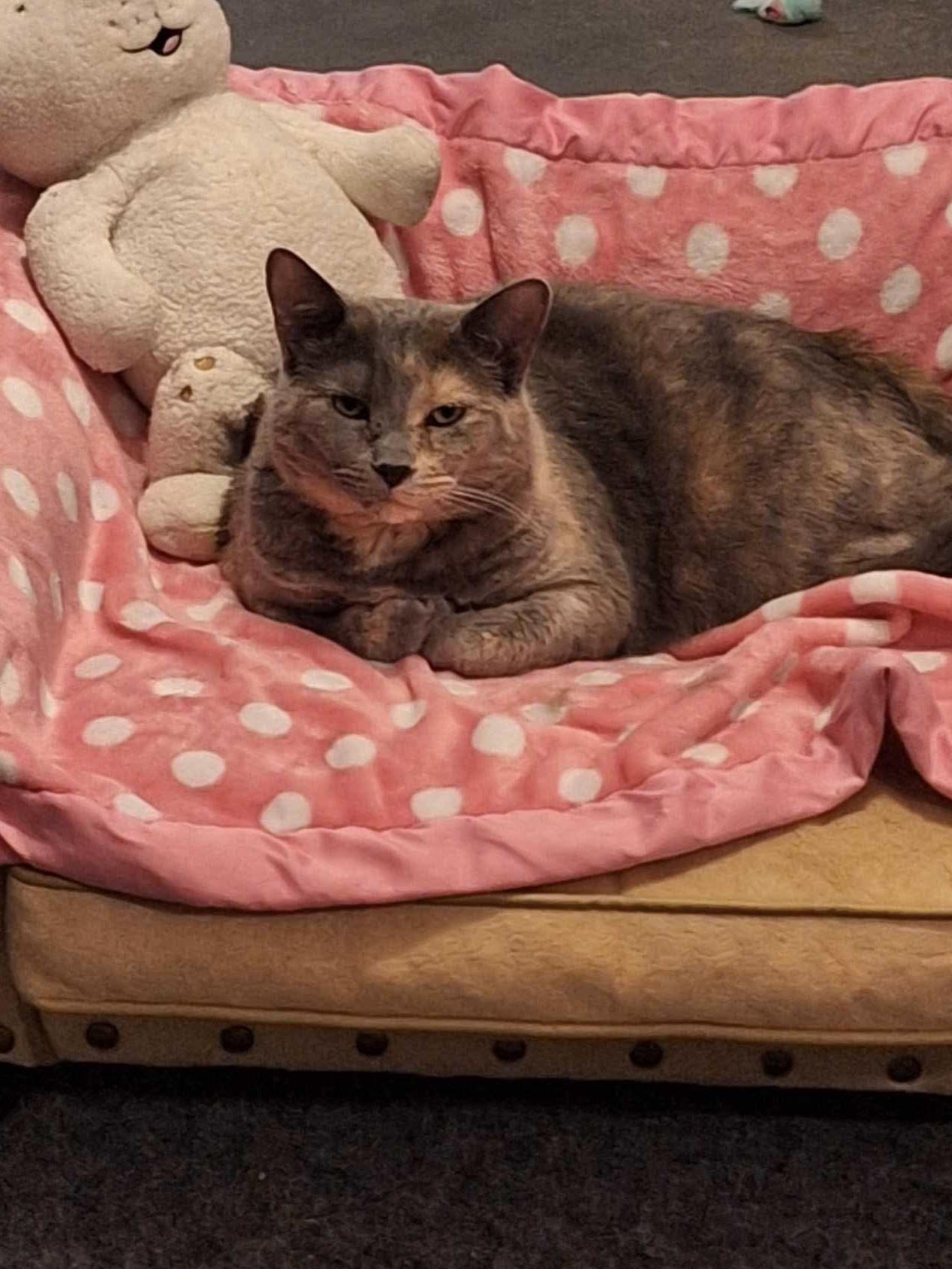 Enlarge Laverne, a Adoptable Dilute Tortoiseshell in Granite City, IL image 3/5