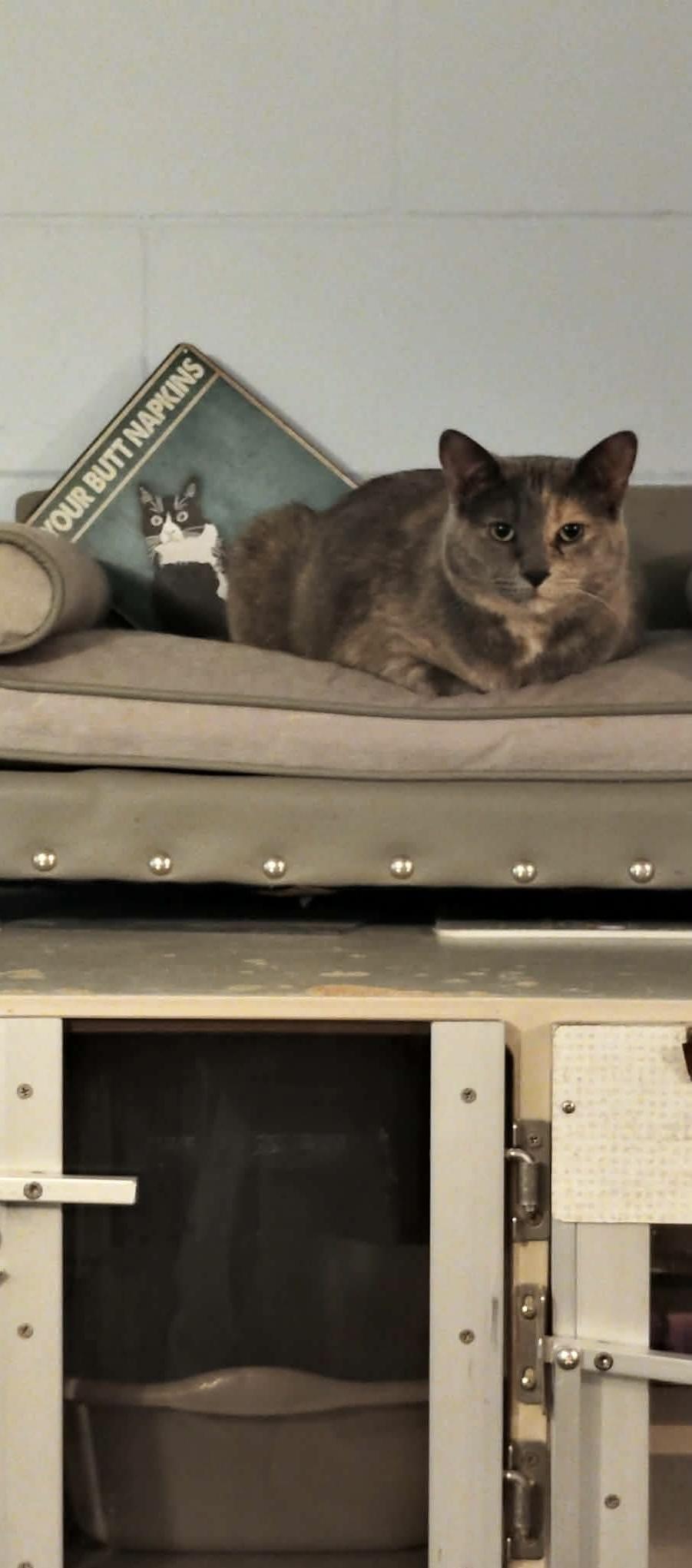 Enlarge Laverne, a Adoptable Dilute Tortoiseshell in Granite City, IL image 4/5