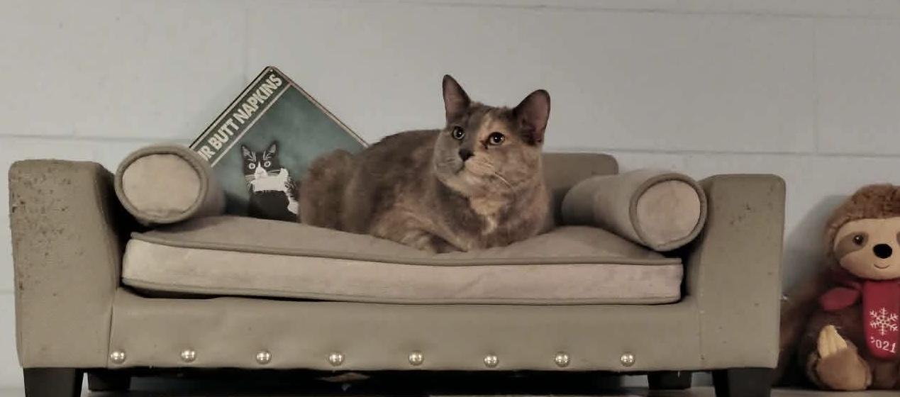 Enlarge Laverne, a Adoptable Dilute Tortoiseshell in Granite City, IL image 2/5