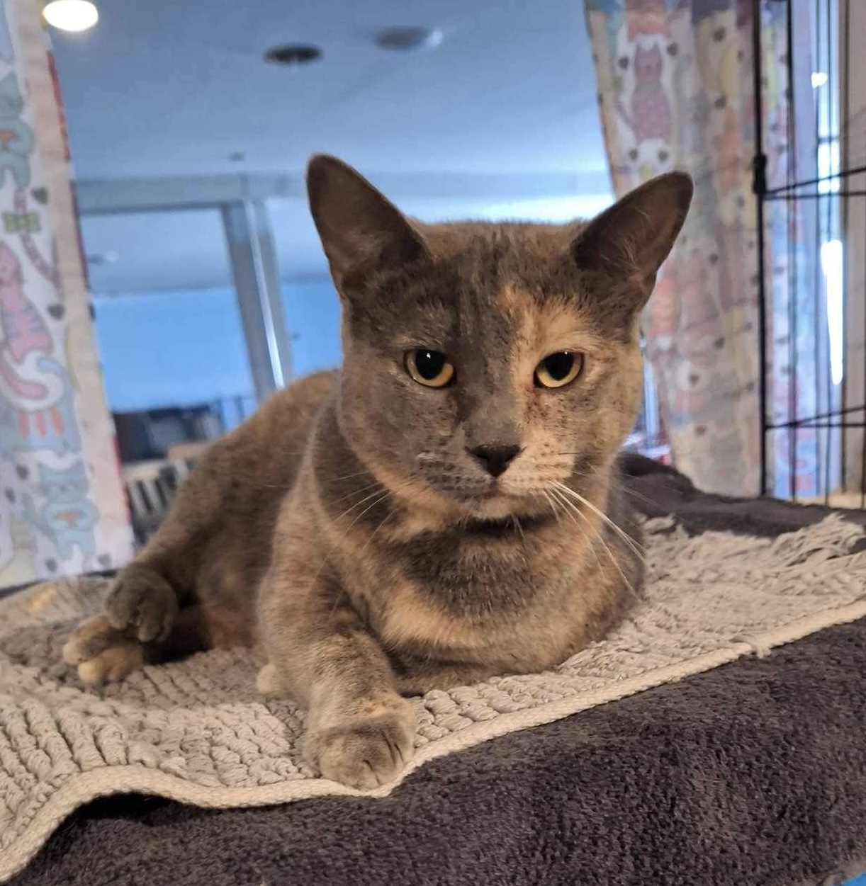 Laverne, Adoptable, Adult Female Dilute Tortoiseshell.