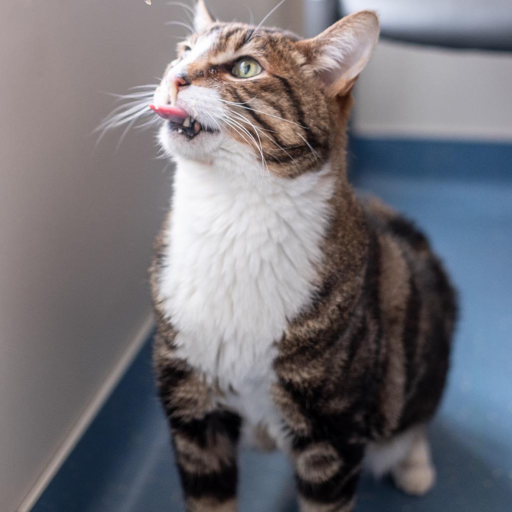 Sigma, Adoptable, Senior Male Domestic Short Hair.