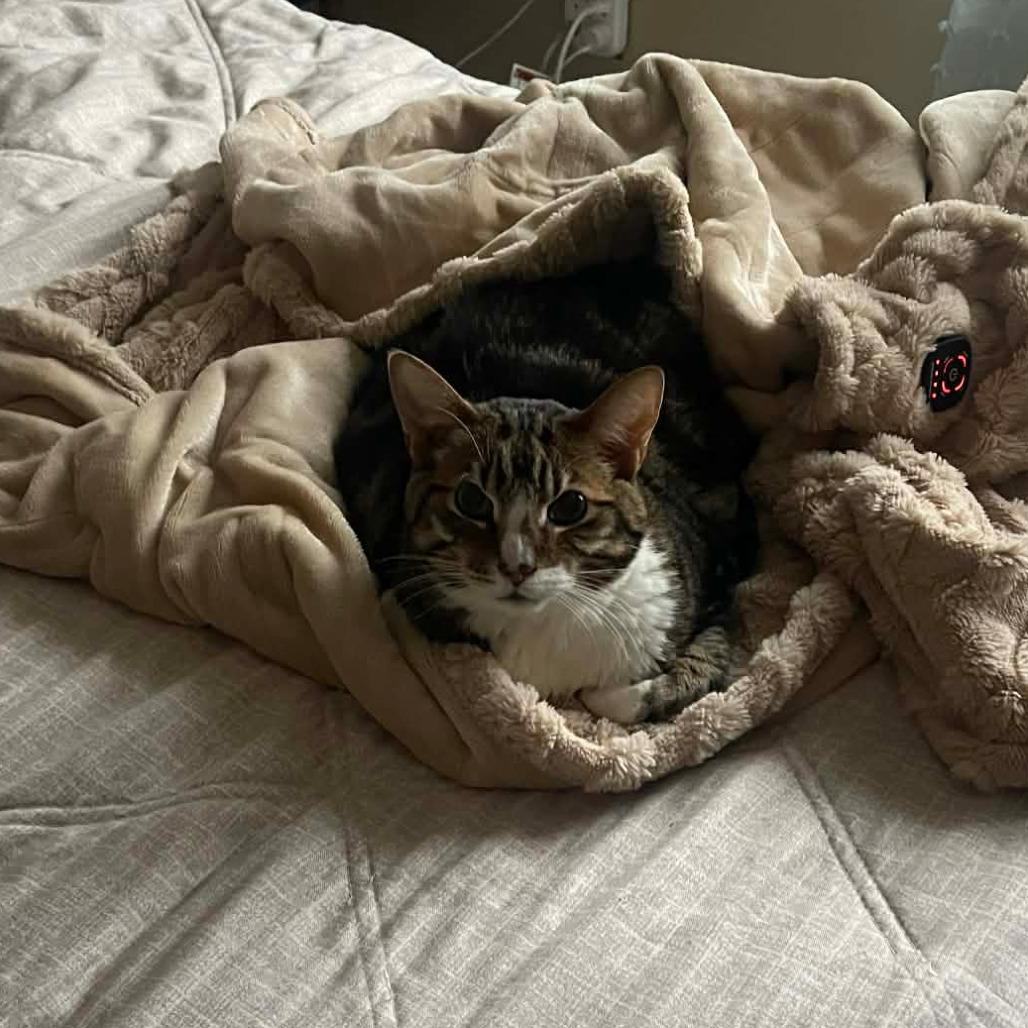 Sigma, a Adoptable Domestic Short Hair in Inver Grove Heights, MN image 1/6
