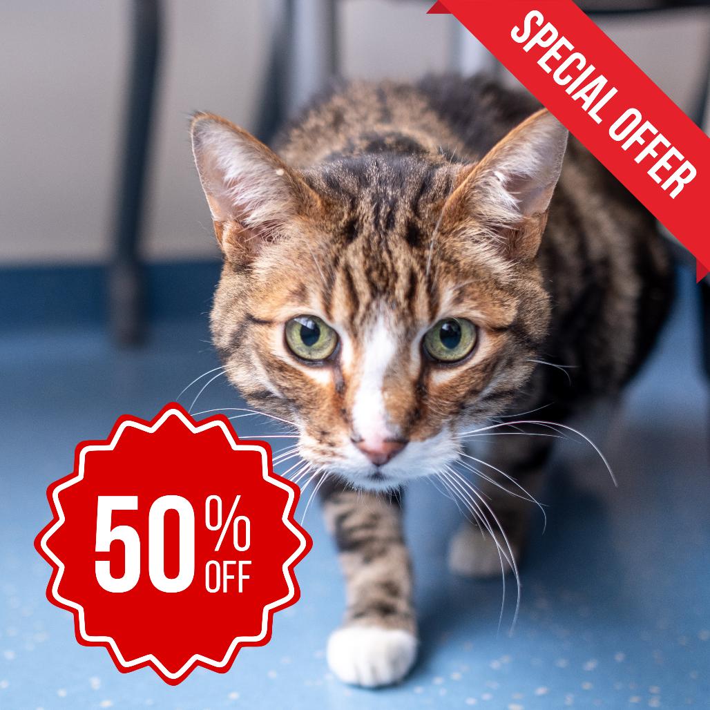 Sigma, a Adoptable Domestic Short Hair in Inver Grove Heights, MN image 2/6