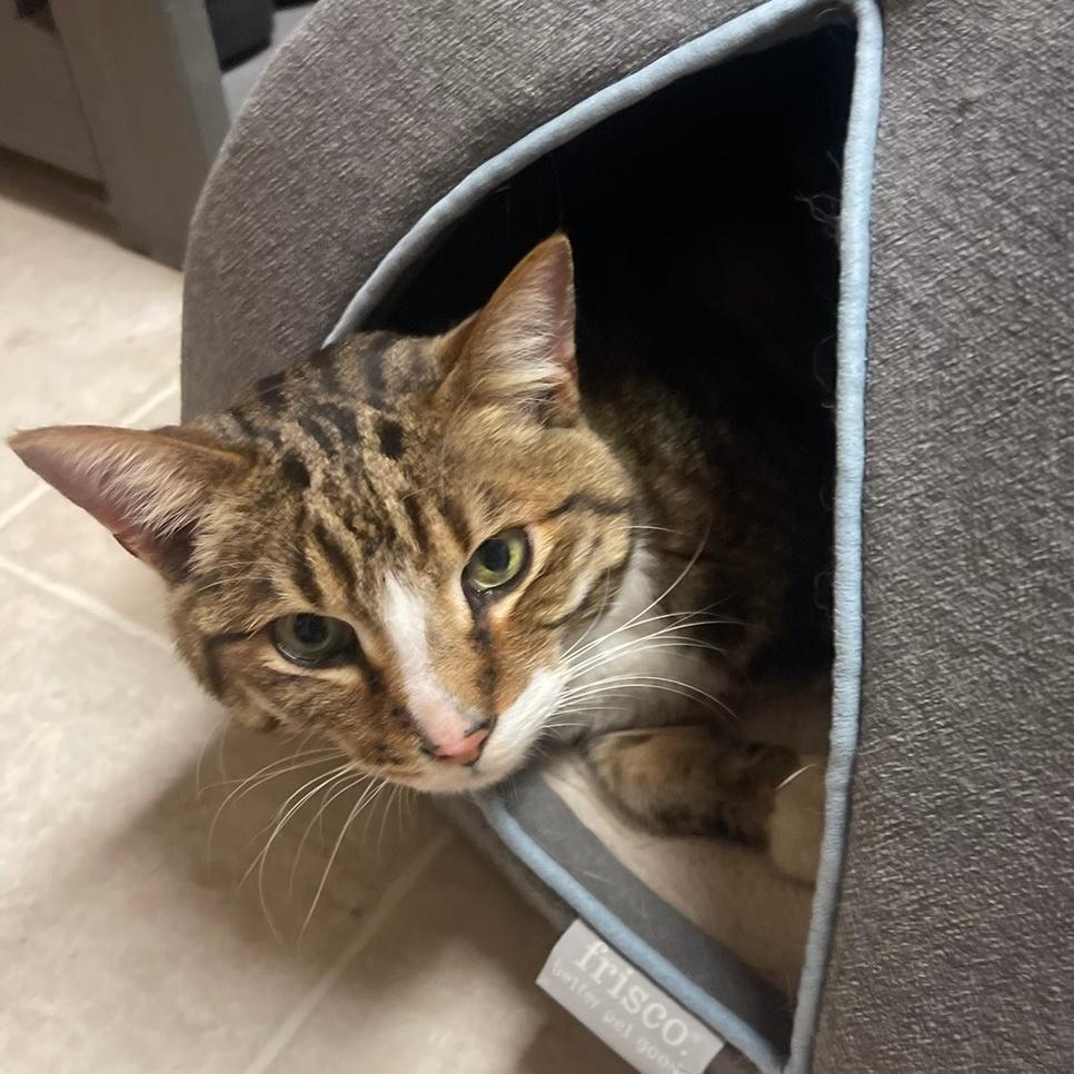 Enlarge Sigma, a Adoptable Domestic Short Hair in Inver Grove Heights, MN image 1/6