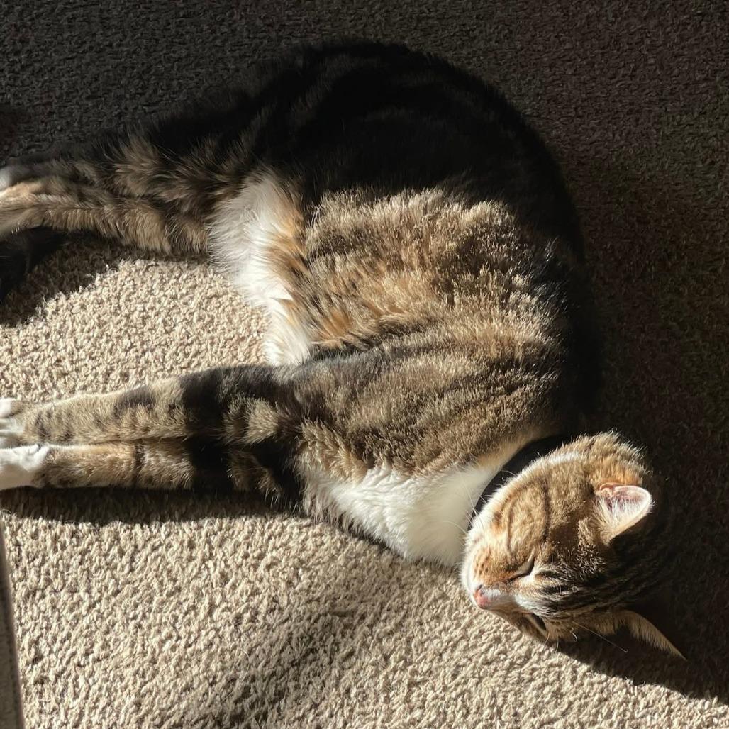 Enlarge Sigma, a Adoptable Domestic Short Hair in Inver Grove Heights, MN image 2/6