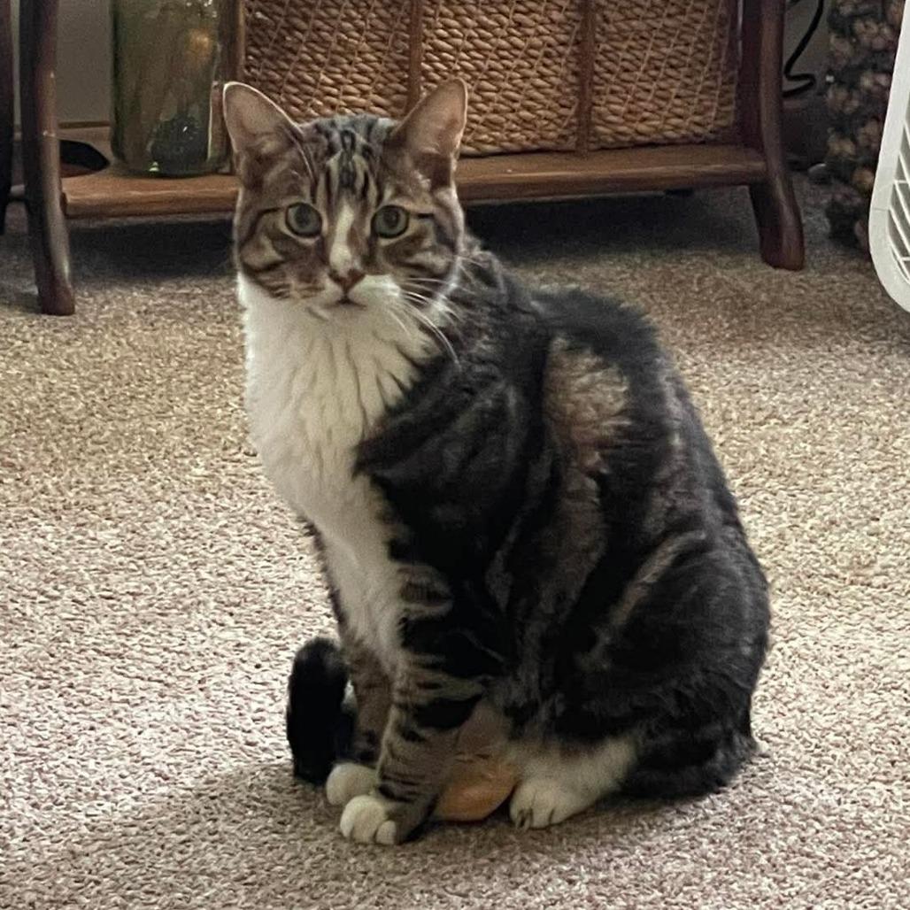 Sigma, a Adoptable Domestic Short Hair in Inver Grove Heights, MN image 4/6