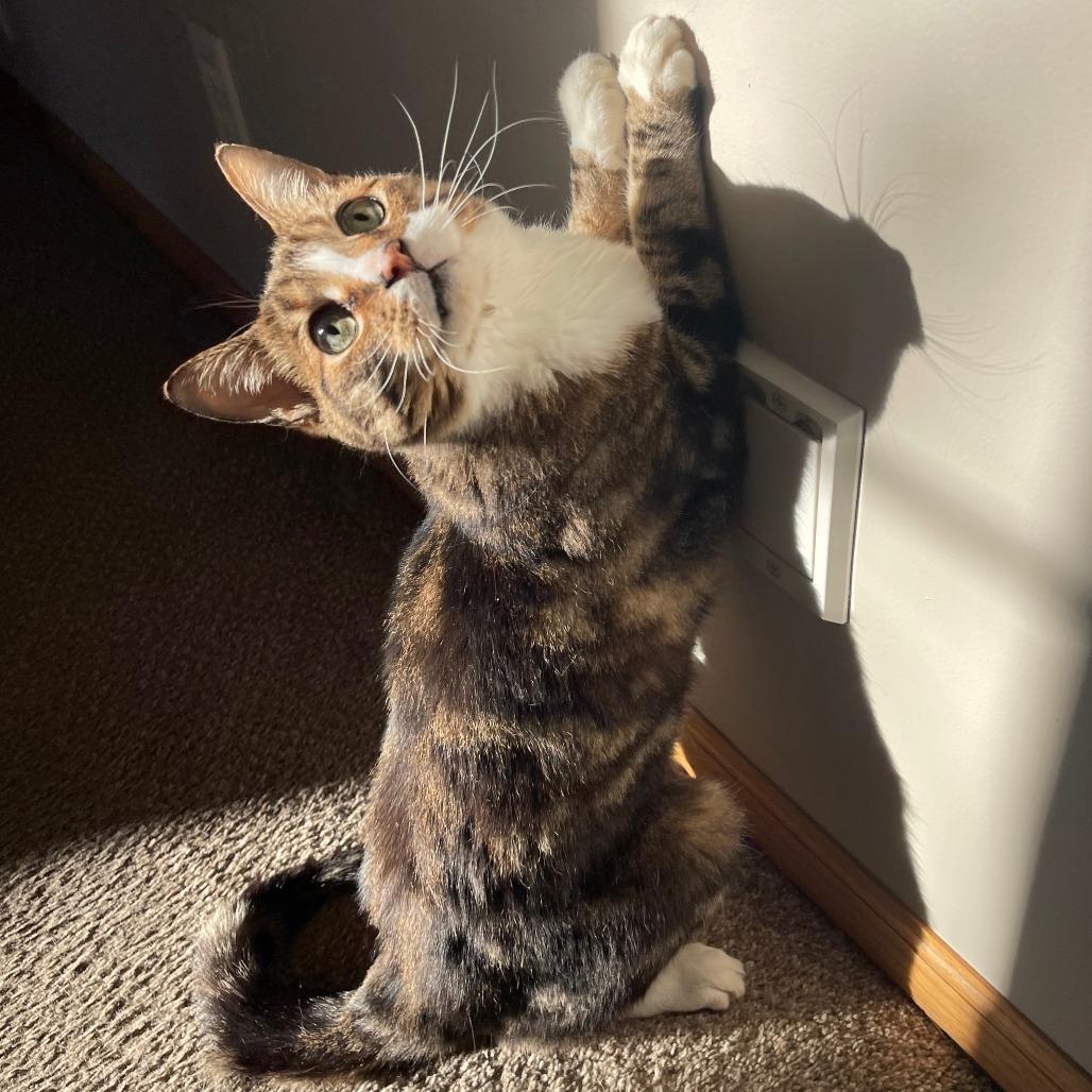 Enlarge Sigma, a Adoptable Domestic Short Hair in Inver Grove Heights, MN image 3/6