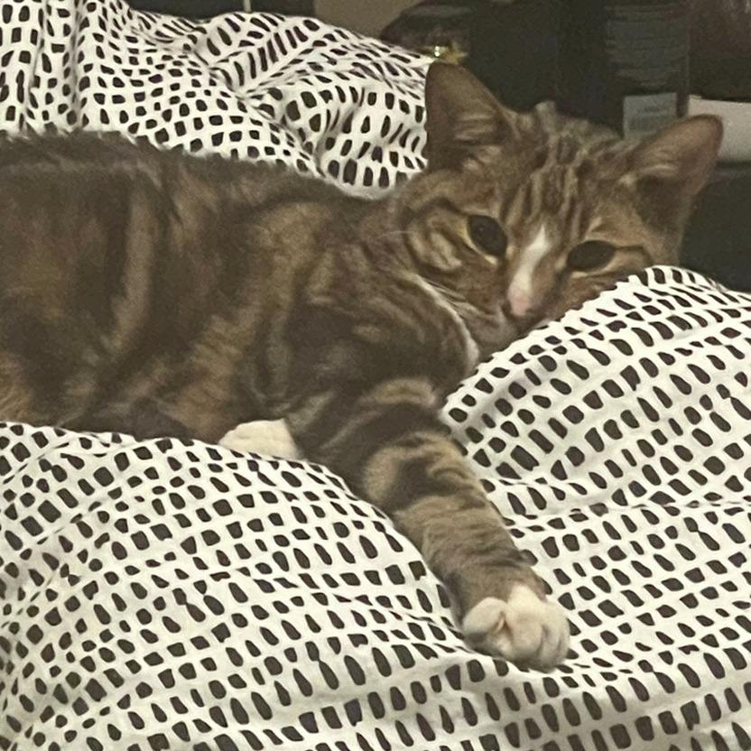 Enlarge Sigma, a Adoptable Domestic Short Hair in Inver Grove Heights, MN image 4/6