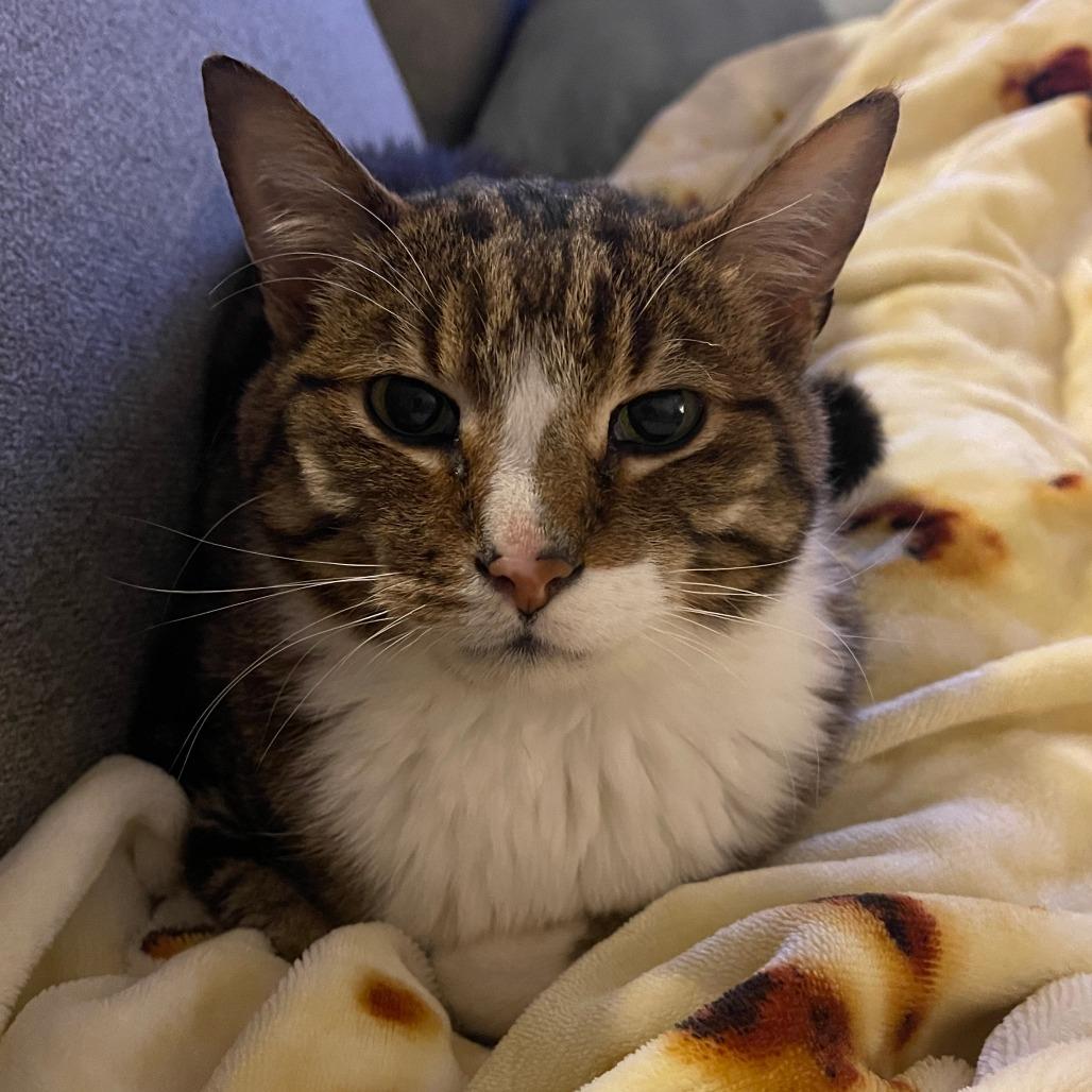 Enlarge Sigma, a Adoptable Domestic Short Hair in Inver Grove Heights, MN image 5/6