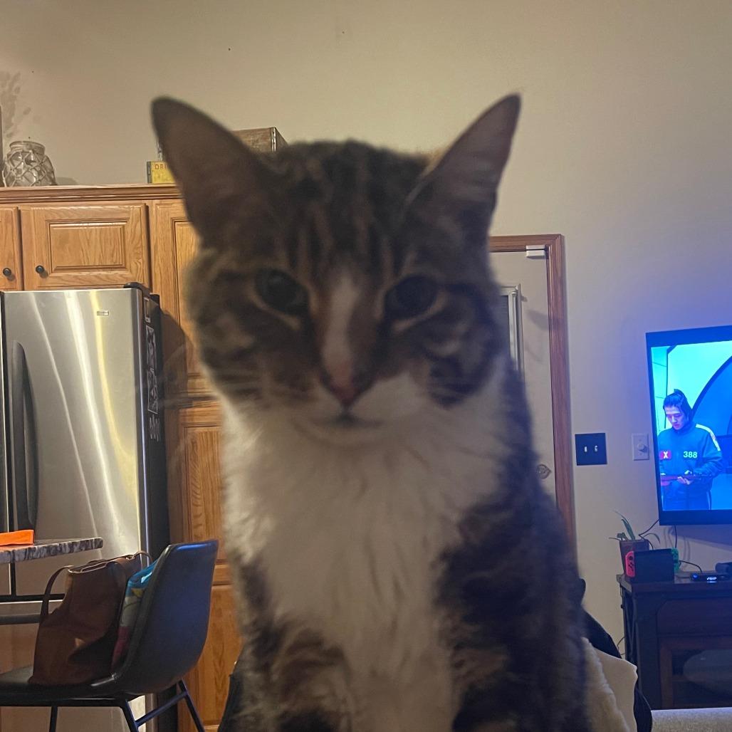 Enlarge Sigma, a Adoptable Domestic Short Hair in Inver Grove Heights, MN image 6/6