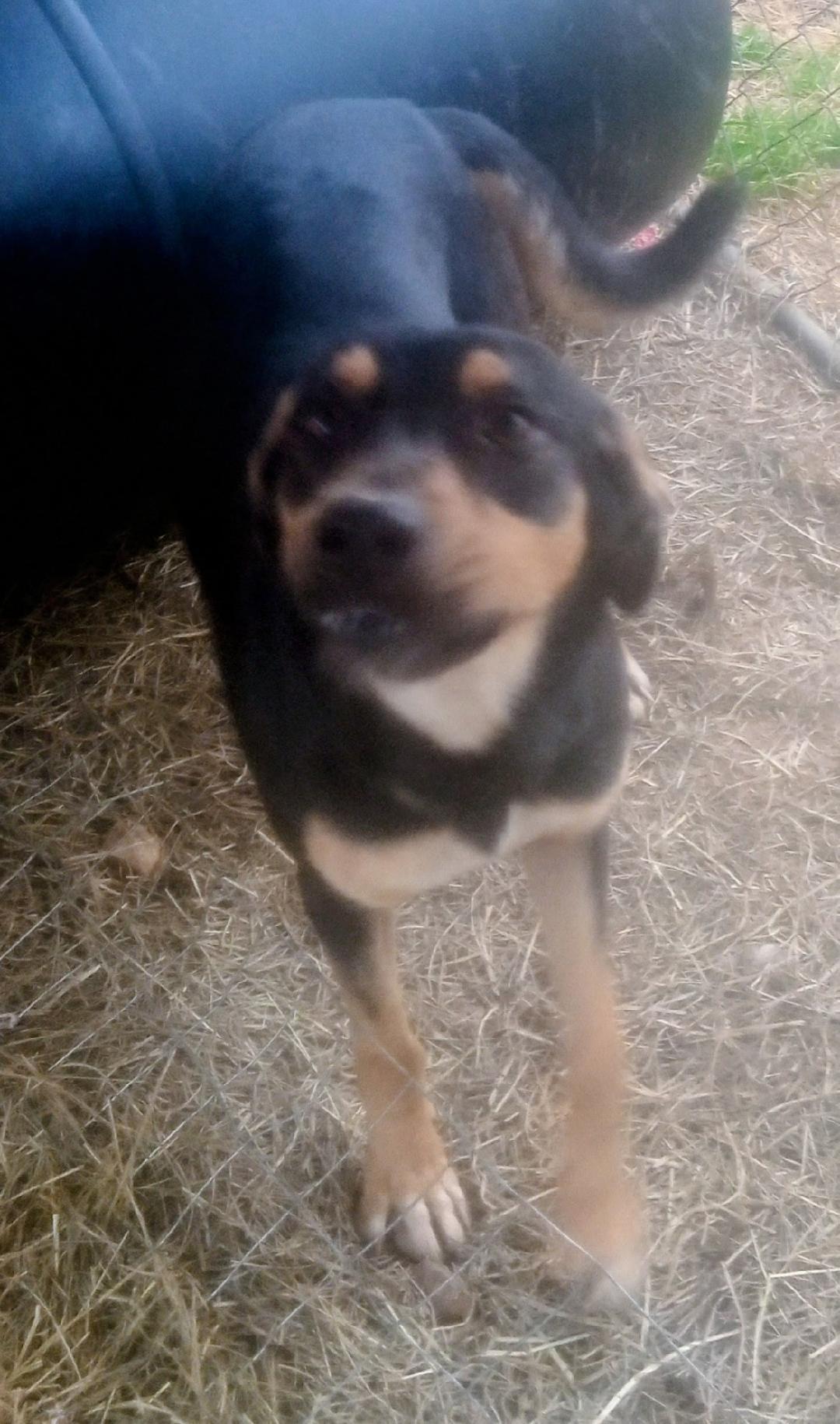 Enlarge Tootsie Roll, a ADOPTABLE mixed breed in Mena, AR image 2/2