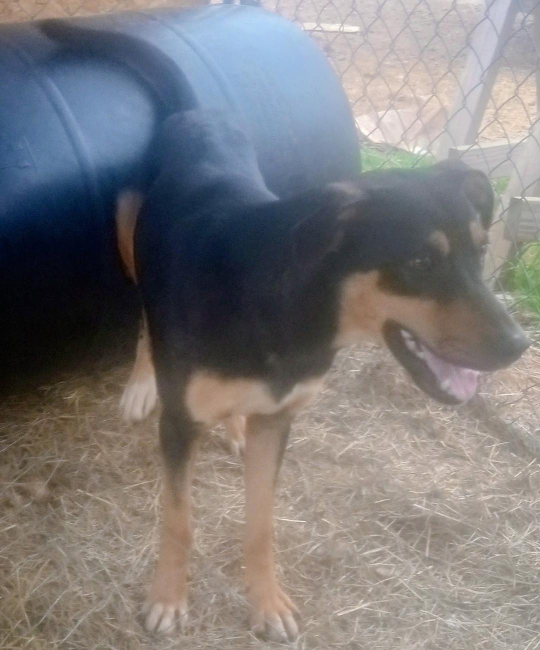 Tootsie Roll, ADOPTABLE, Young Male Doberman Pinscher.
