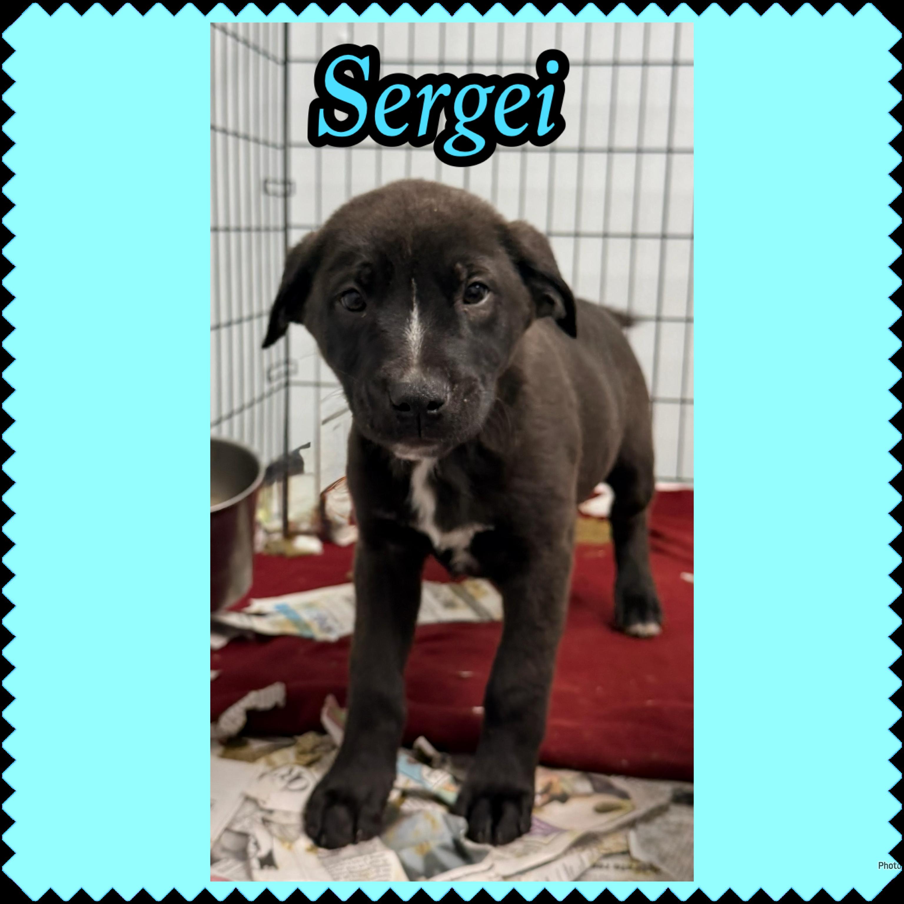 Enlarge Sergei, a Adoptable Mixed Breed in Rock Hill, NY image 1/1