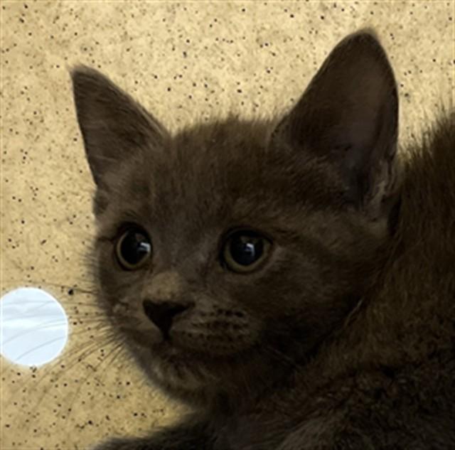 MILLIE, Adoptable, Kitten Female Domestic Short Hair.