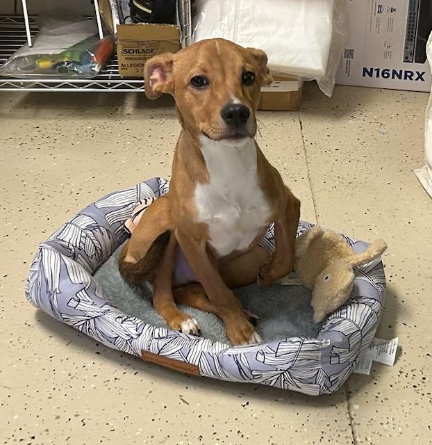 Chicken Wing, Adopted, Puppy Male Terrier.