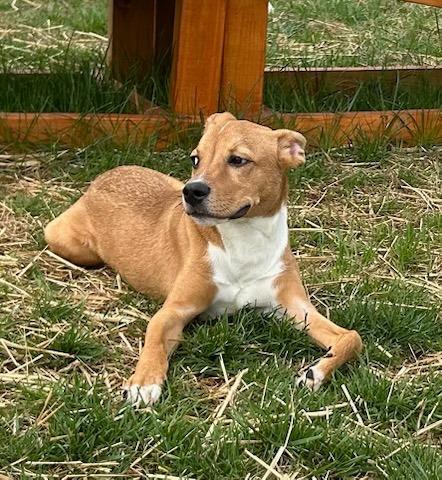 Enlarge Chicken Wing, a Adopted Terrier in Blountville, TN image 2/5