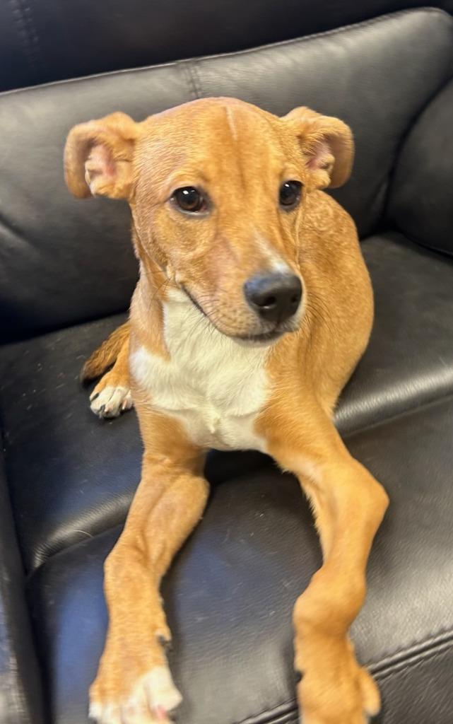 Enlarge Chicken Wing, a Adopted Terrier in Blountville, TN image 3/5