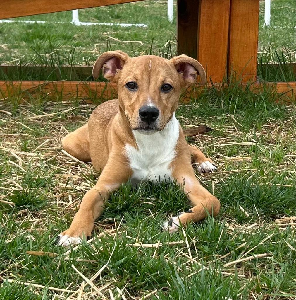 Enlarge Chicken Wing, a Adopted Terrier in Blountville, TN image 4/5