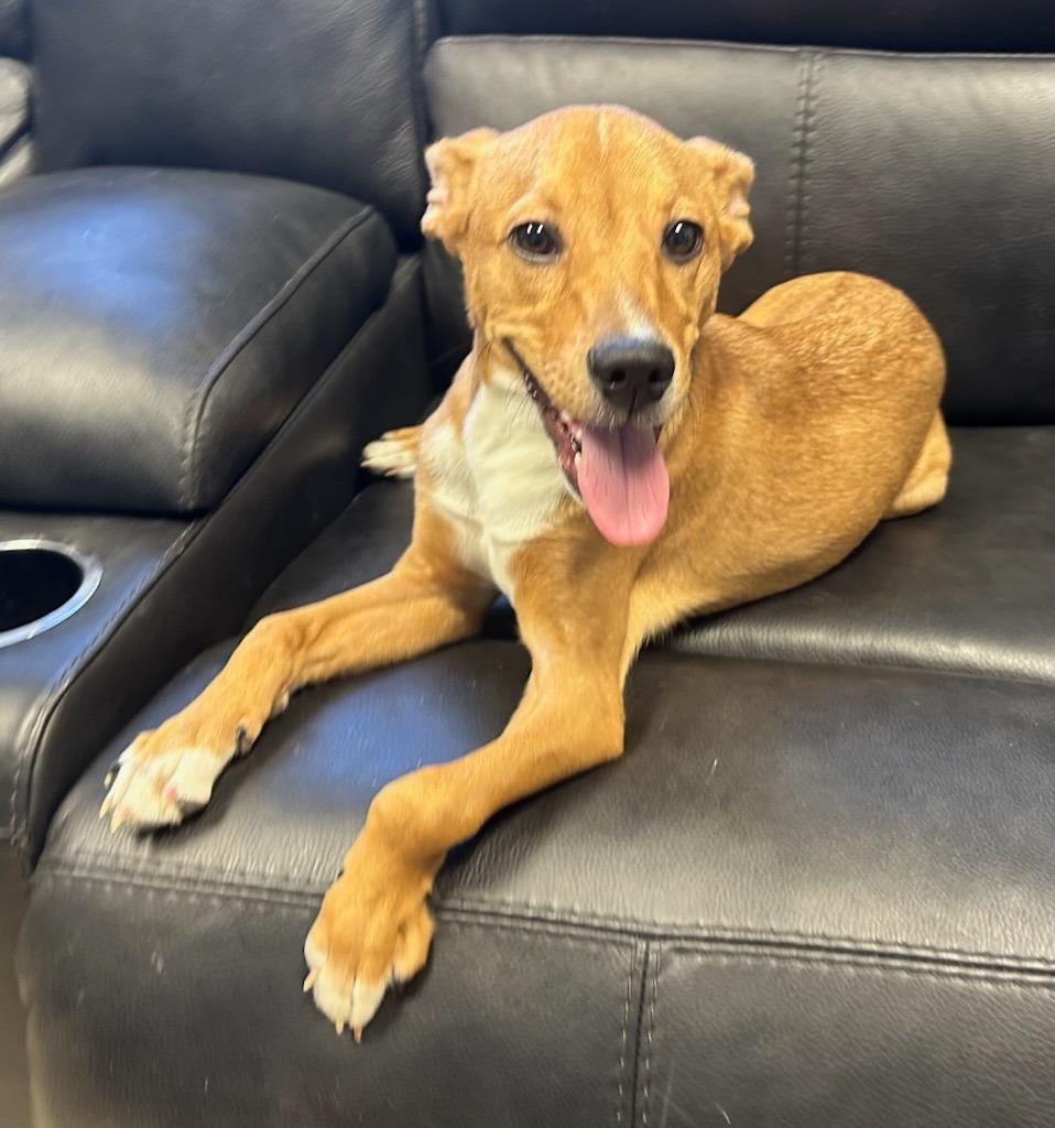 Enlarge Chicken Wing, a Adopted Terrier in Blountville, TN image 5/5