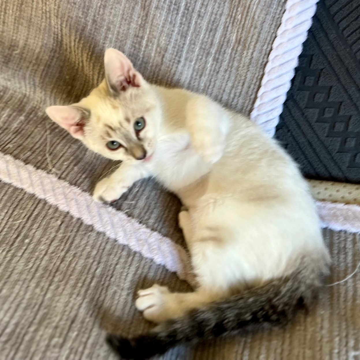 Enlarge Cremini, an adopted mixed breed in Irvine, CA image 5/5