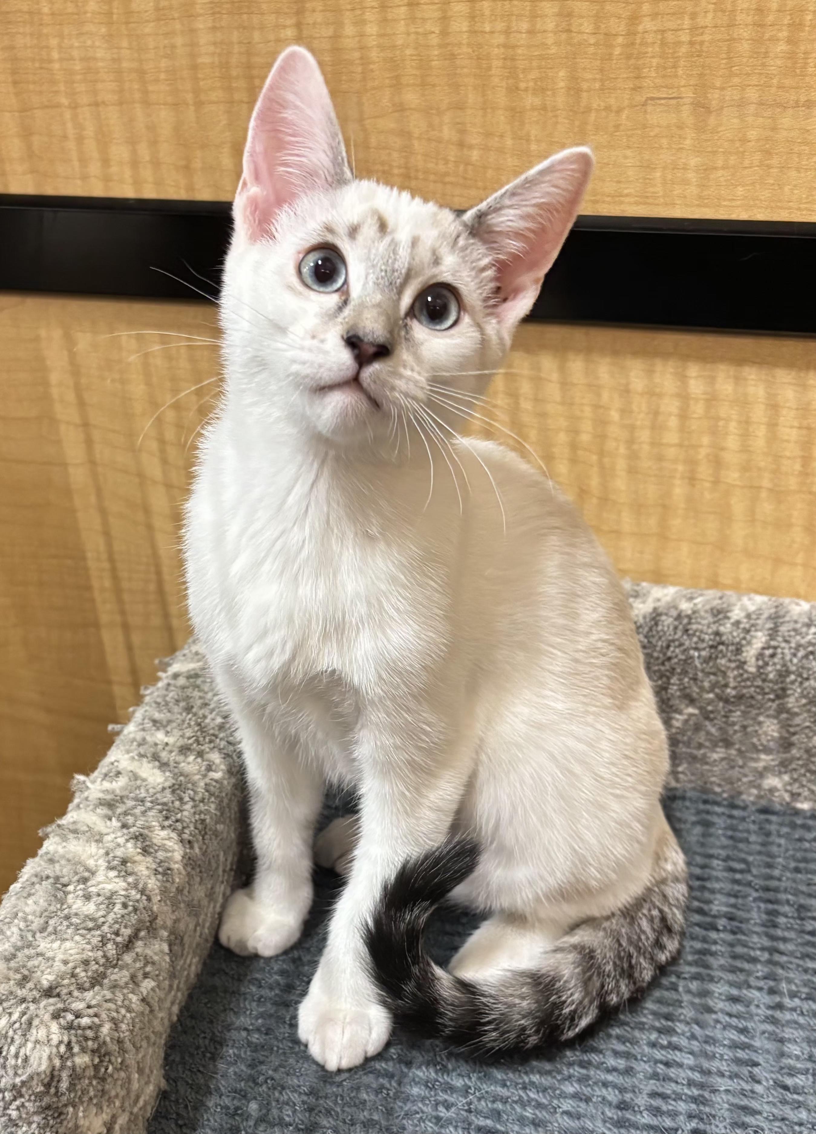 Enlarge Cremini, an adopted mixed breed in Irvine, CA image 2/5