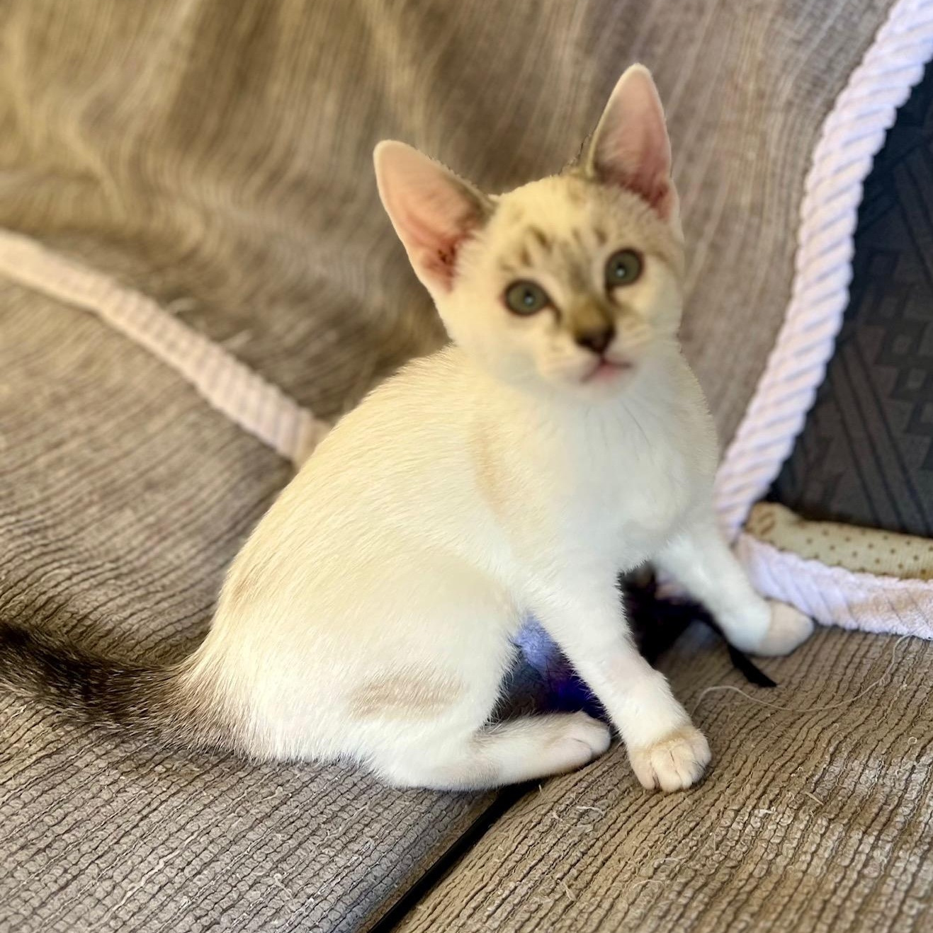 Enlarge Cremini, an adopted mixed breed in Irvine, CA image 3/5