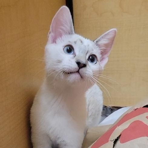 Enlarge Cremini, an adopted mixed breed in Irvine, CA image 4/5