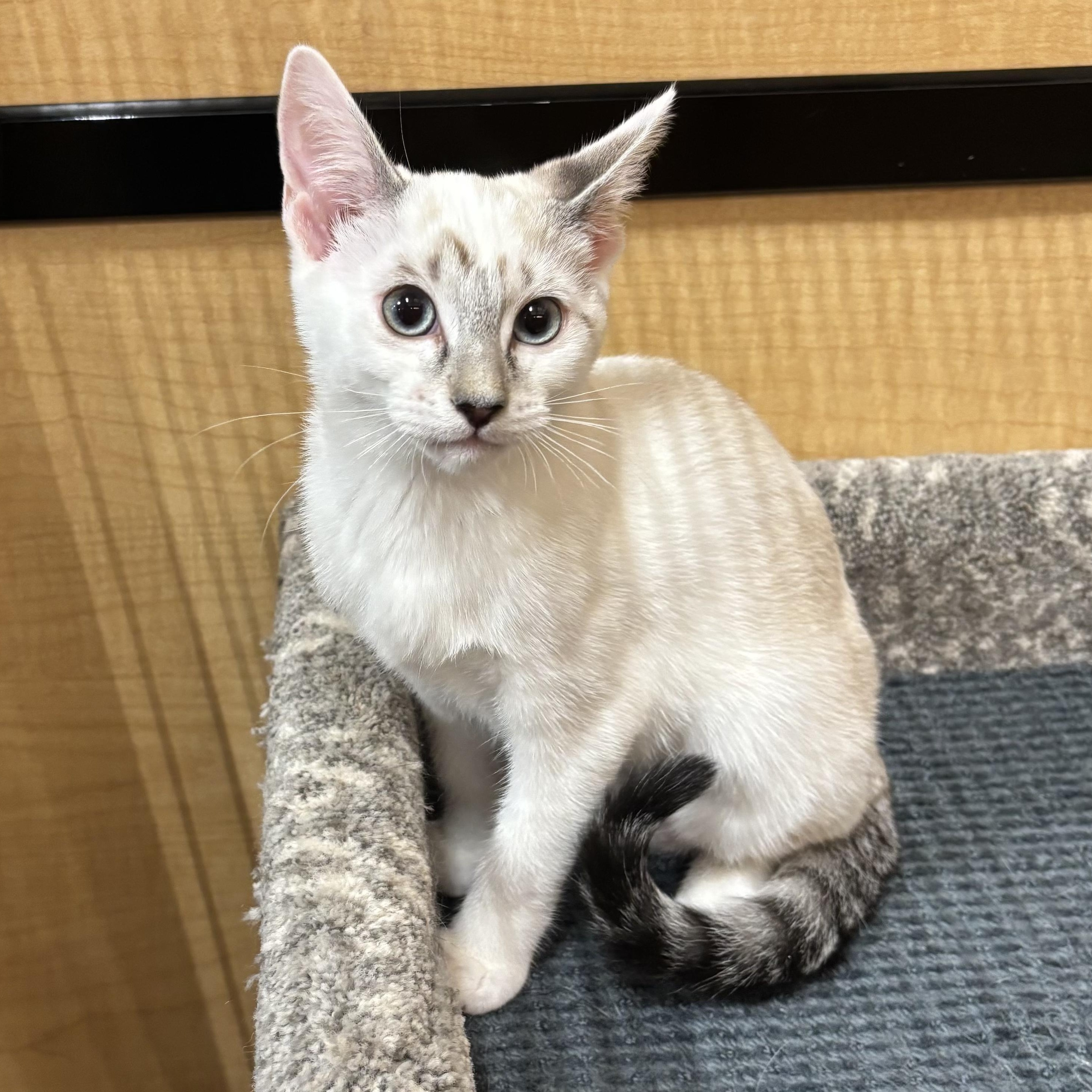 Enlarge Cremini, an adopted mixed breed in Irvine, CA image 1/5