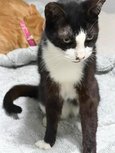 Enlarge Oreo, a Adoptable mixed breed in Champaign, IL image 4/6